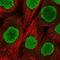 H2A Histone Family Member Y antibody, NBP2-56819, Novus Biologicals, Immunofluorescence image 