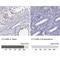 Chromosome 17 Open Reading Frame 64 antibody, NBP1-86197, Novus Biologicals, Immunohistochemistry paraffin image 