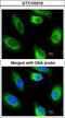 Glycerol Kinase 2 antibody, LS-C185546, Lifespan Biosciences, Immunocytochemistry image 