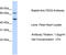 Tryptophan 2,3-Dioxygenase antibody, TA338264, Origene, Western Blot image 