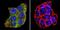 Polo Like Kinase 1 antibody, NB100-74502, Novus Biologicals, Immunocytochemistry image 