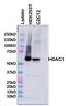 Histone Deacetylase 1 antibody, PA1-860, Invitrogen Antibodies, Western Blot image 