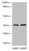 Atypical Chemokine Receptor 1 (Duffy Blood Group) antibody, A50945-100, Epigentek, Western Blot image 