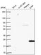 SRY-Box 5 antibody, HPA060499, Atlas Antibodies, Western Blot image 