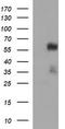 Tubulin Alpha 1b antibody, CF506581, Origene, Western Blot image 