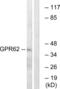 G Protein-Coupled Receptor 62 antibody, abx015329, Abbexa, Western Blot image 