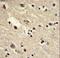 Eukaryotic Translation Elongation Factor 1 Alpha 1 antibody, LS-C99326, Lifespan Biosciences, Immunohistochemistry frozen image 