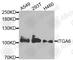 Integrin Subunit Alpha 6 antibody, A3236, ABclonal Technology, Western Blot image 