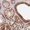 Tripartite Motif Containing 73 antibody, HPA051845, Atlas Antibodies, Immunohistochemistry frozen image 