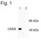 CAMP Responsive Element Binding Protein 1 antibody, PA1-4619, Invitrogen Antibodies, Western Blot image 