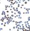 Zinc Finger E-Box Binding Homeobox 1 antibody, NBP1-77178, Novus Biologicals, Immunocytochemistry image 