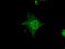 Crystallin Alpha B antibody, LS-B12857, Lifespan Biosciences, Immunofluorescence image 