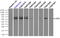 Lipase G, Endothelial Type antibody, TA501018, Origene, Immunoprecipitation image 
