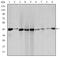 Actin Alpha 2, Smooth Muscle antibody, STJ97811, St John