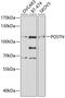 Periostin antibody, 18-440, ProSci, Western Blot image 