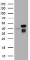 Chromobox 8 antibody, TA800600AM, Origene, Western Blot image 