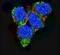 p21 antibody, PA5-14456, Invitrogen Antibodies, Immunofluorescence image 