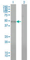 Bone Morphogenetic Protein 7 antibody, LS-C196760, Lifespan Biosciences, Western Blot image 