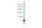 Glutaredoxin 5 antibody, 27-103, ProSci, Western Blot image 