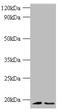 H3 Histone Family Member 3B antibody, CSB-PA01435A0Rb, Cusabio, Western Blot image 