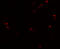 Prominin 1 antibody, 7783, ProSci, Immunofluorescence image 