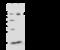 Phosphoglucomutase 2 antibody, 108086-T36, Sino Biological, Western Blot image 