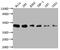 BMI1 Proto-Oncogene, Polycomb Ring Finger antibody, CSB-RA916472A0HU, Cusabio, Western Blot image 