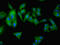 Ankyrin Repeat Domain 55 antibody, LS-C395316, Lifespan Biosciences, Immunofluorescence image 