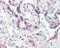 Cyclin Dependent Kinase 2 antibody, 49-958, ProSci, Immunohistochemistry frozen image 