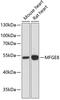 Milk Fat Globule-EGF Factor 8 Protein antibody, A02518, Boster Biological Technology, Western Blot image 