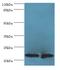 Chromosome 7 Open Reading Frame 50 antibody, A51273-100, Epigentek, Western Blot image 