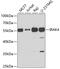 Interleukin 1 Receptor Associated Kinase 4 antibody, 24-025, ProSci, Western Blot image 