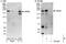 Kinase D Interacting Substrate 220 antibody, NBP1-50034, Novus Biologicals, Western Blot image 