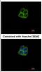 RNA Polymerase Mitochondrial antibody, NBP2-19436, Novus Biologicals, Immunofluorescence image 