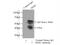 BMI1 Proto-Oncogene, Polycomb Ring Finger antibody, 66161-1-Ig, Proteintech Group, Immunoprecipitation image 