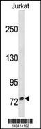 Zinc Finger Protein 274 antibody, 60-520, ProSci, Western Blot image 