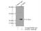 CASP2 And RIPK1 Domain Containing Adaptor With Death Domain antibody, 10401-1-AP, Proteintech Group, Immunoprecipitation image 