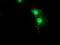 Spermine Synthase antibody, LS-C173068, Lifespan Biosciences, Immunofluorescence image 