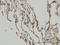 NFKB Inhibitor Beta antibody, LS-C133347, Lifespan Biosciences, Immunohistochemistry frozen image 