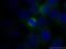 Baculoviral IAP Repeat Containing 5 antibody, 19119-1-AP, Proteintech Group, Immunofluorescence image 