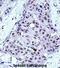 MYB Proto-Oncogene, Transcription Factor antibody, abx027726, Abbexa, Immunohistochemistry frozen image 