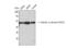 Tubulin alpha-1A chain antibody, STJ90155, St John