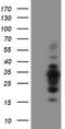 MIF4G Domain Containing antibody, M12167, Boster Biological Technology, Western Blot image 
