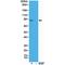 Ribosomal Protein S6 Kinase A1 antibody, GTX33600, GeneTex, Western Blot image 