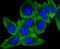 Mitogen-Activated Protein Kinase Kinase Kinase 2 antibody, A02354, Boster Biological Technology, Immunocytochemistry image 