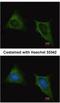 Tubulin beta-1 chain antibody, NBP2-15584, Novus Biologicals, Immunocytochemistry image 