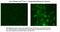 Potassium Voltage-Gated Channel Subfamily C Member 1 antibody, 50-235, ProSci, Immunohistochemistry frozen image 
