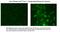 Potassium voltage-gated channel subfamily C member 1 antibody, 50-235, ProSci, Immunohistochemistry frozen image 