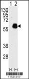 Paxillin antibody, 62-270, ProSci, Western Blot image 