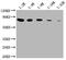 Heat Shock Protein Family A (Hsp70) Member 8 antibody, CSB-MA010829A1m, Cusabio, Western Blot image 